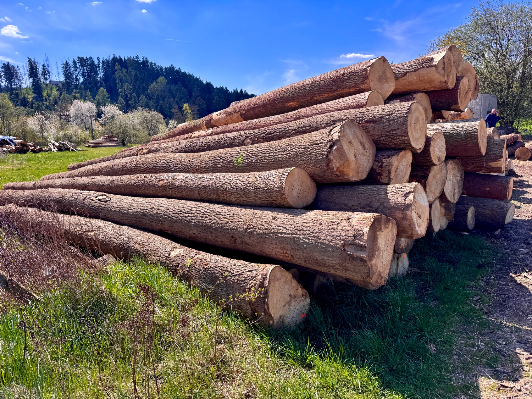 Ash Logs